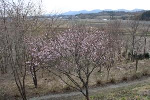 當護稲荷神社　桜