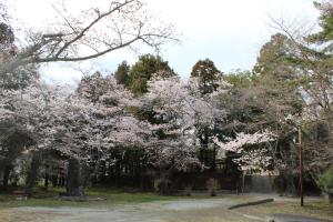 當護稲荷神社　桜