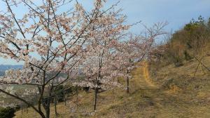 散策路沿いの桜並木