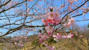 様々な品種の桜