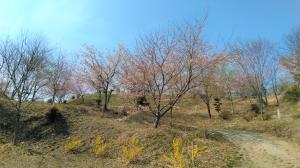 広場一面の桜