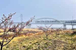 常磐線と桜