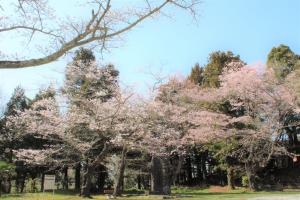 当護稲荷神社内の桜