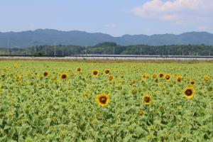 開花状況