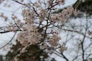 當護稲荷神社　桜