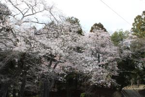 當護稲荷神社　桜