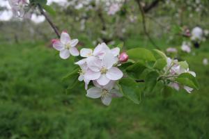 開花を迎えたりんごの花①