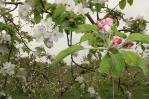 開花を迎えたりんごの花②