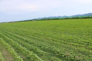 ひまわり生育状況（6月17日時点）②