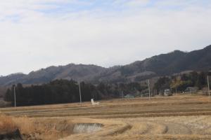 白鳥と田園風景