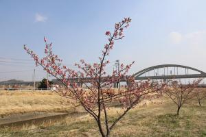 河津桜　全体