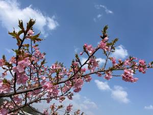 河津桜と青空