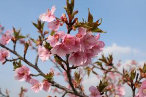 河津桜　ズーム
