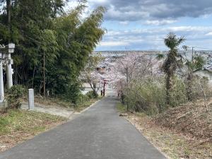 花見