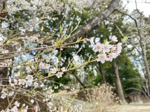花見