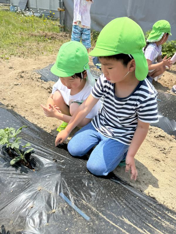 すいか