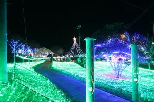 コダナリエ画像①