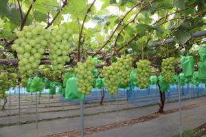 シャインマスカット