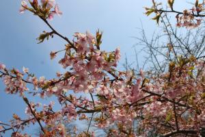 桜②