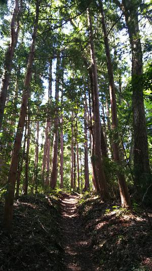 自然観察路２