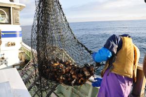 網の中にいっぱいの大ぶりのホッキ貝