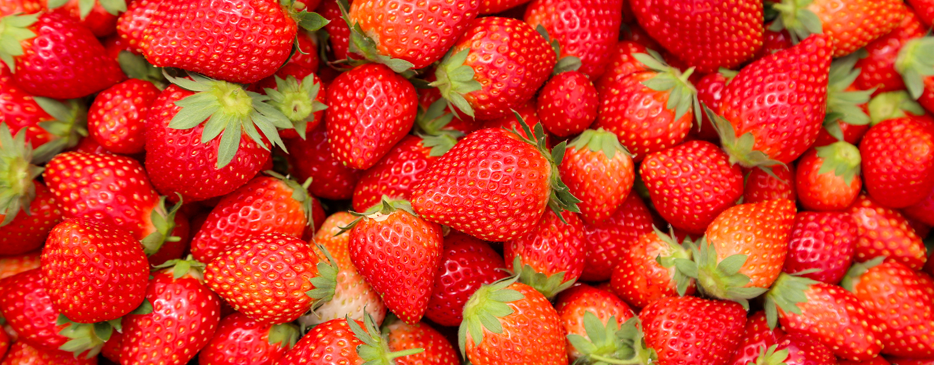 メインスライド(いちご狩り)